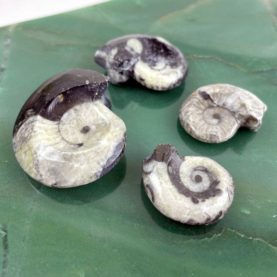 Ammonite Fossil-- Whole Black and White Ammonite Fossil (RK26B22)