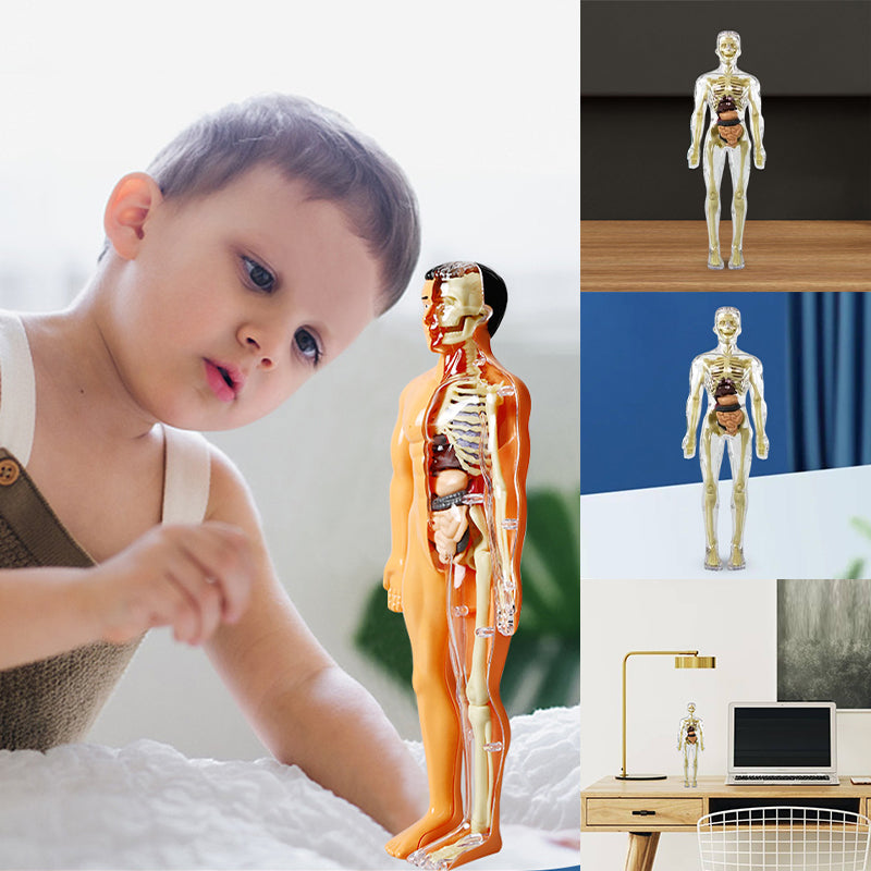 3d Human Body Torso Model for Kid Anatomy Model Skeleton