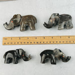 Orthoceras Polished Elephant Fossil Collection