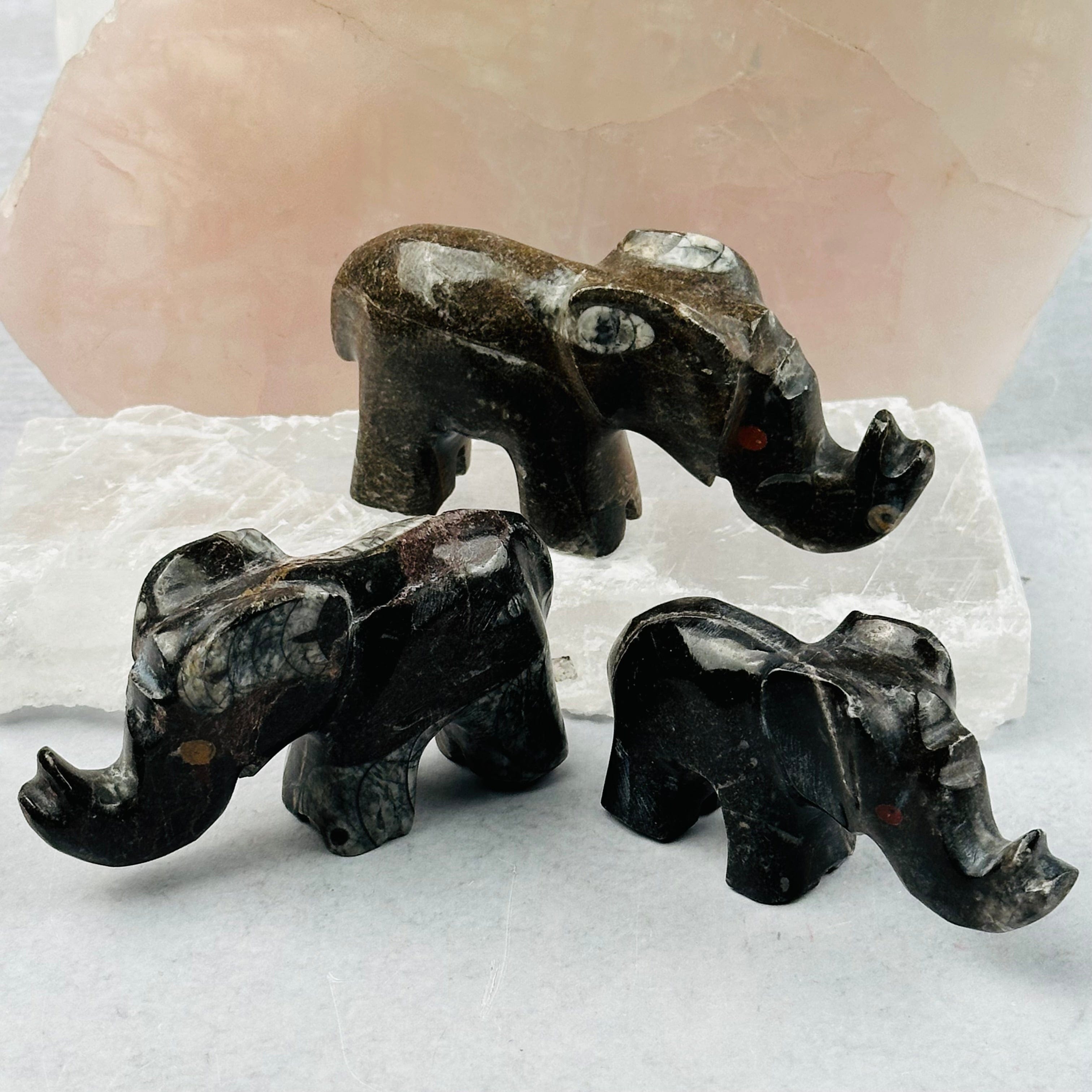 Orthoceras Polished Elephant Fossil Collection